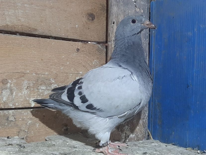  - 6-pui standard 2020