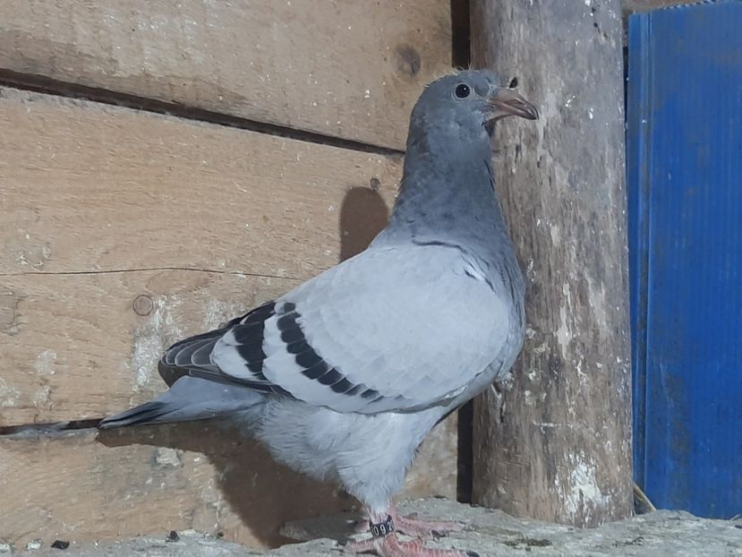  - 6-pui standard 2020