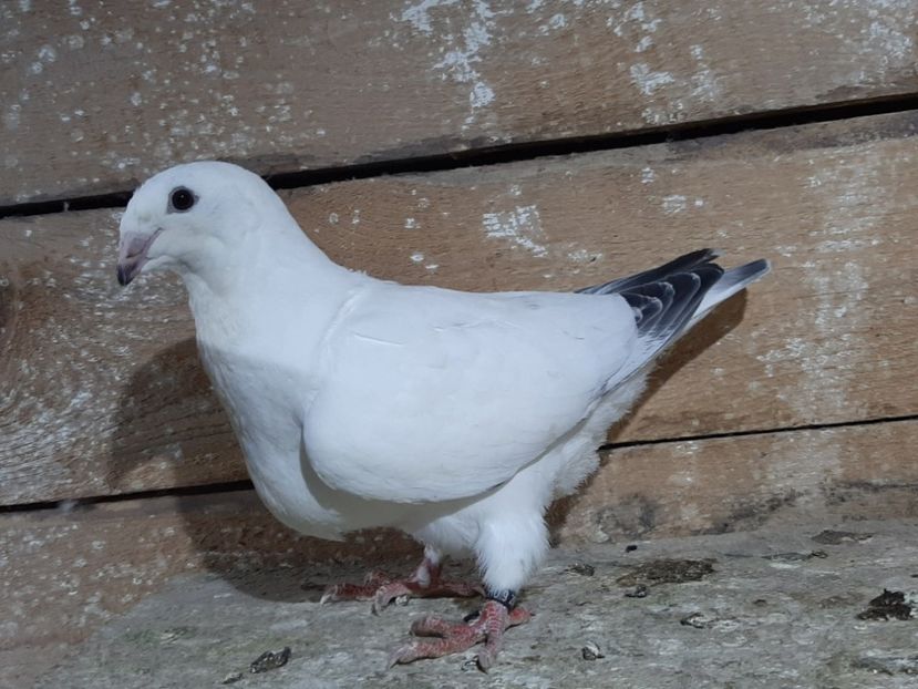  - 6-pui standard 2020