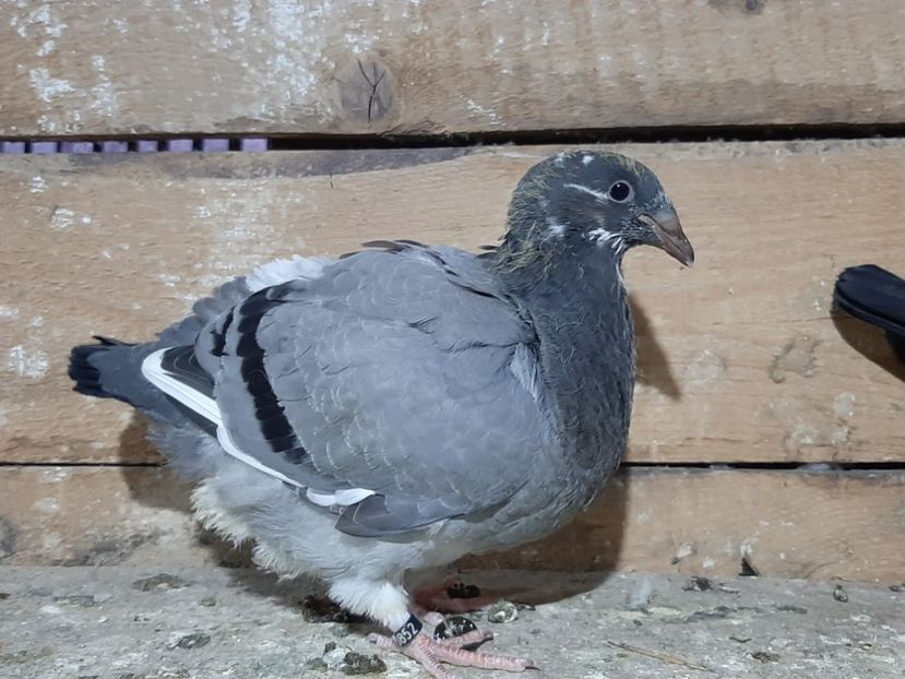  - 6-pui standard 2020