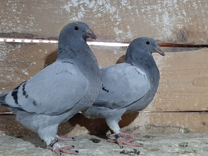  - 6-pui standard 2020