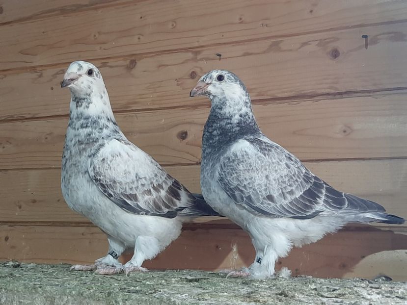  - 6-pui standard 2020