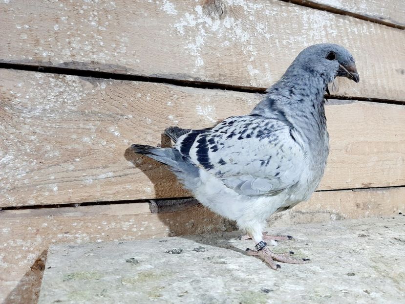  - 6-pui standard 2020