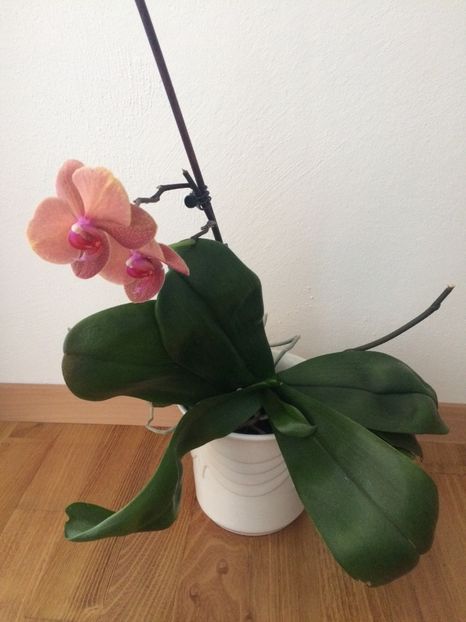 26.05.2020 - 9-Orchideele mele