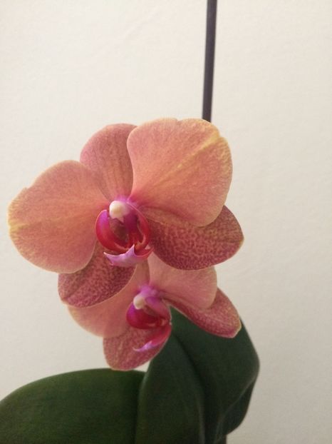 26.05.2020 - 6-Orchideele mele