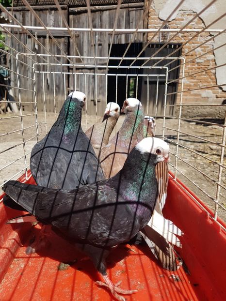  - Jucători de Baska