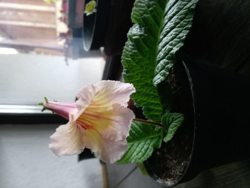 27 mai - Streptocarpusi 2020