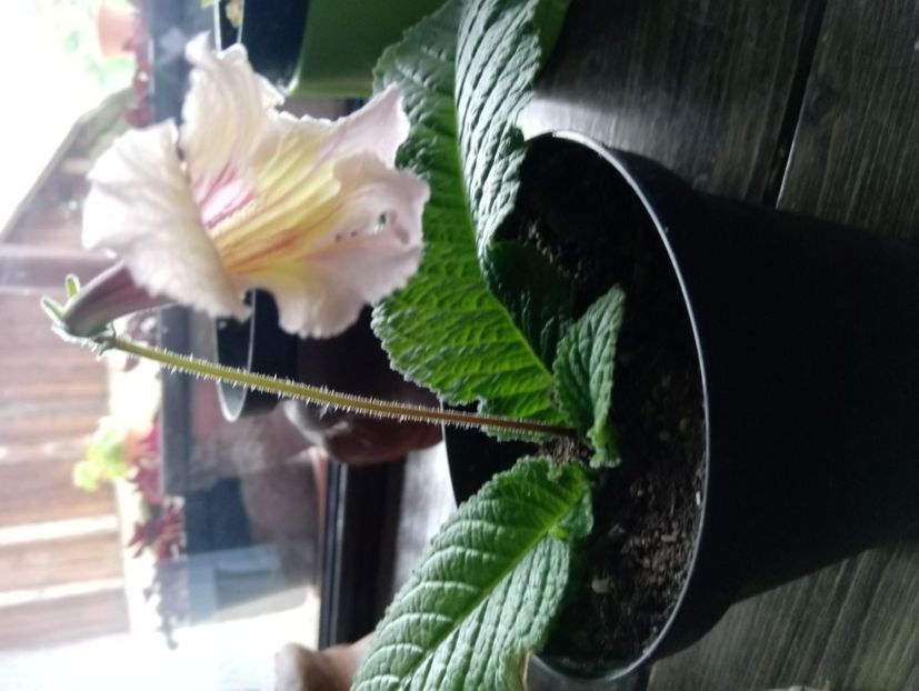 27 mai - Streptocarpusi 2020