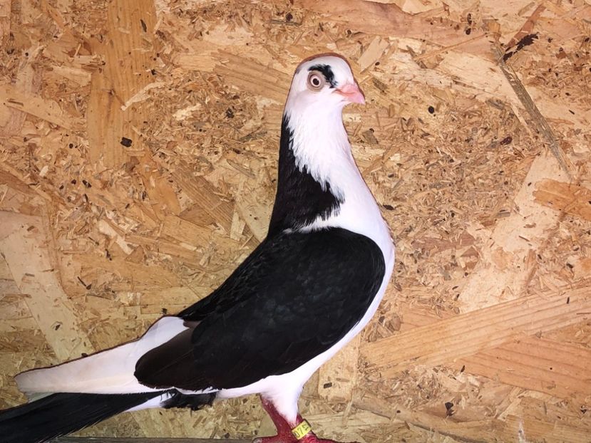 8906  femelă  2017 - Plecați ALBUM 2