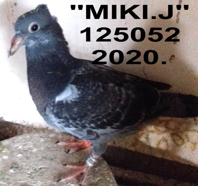 MIKKI - 2020 POZE