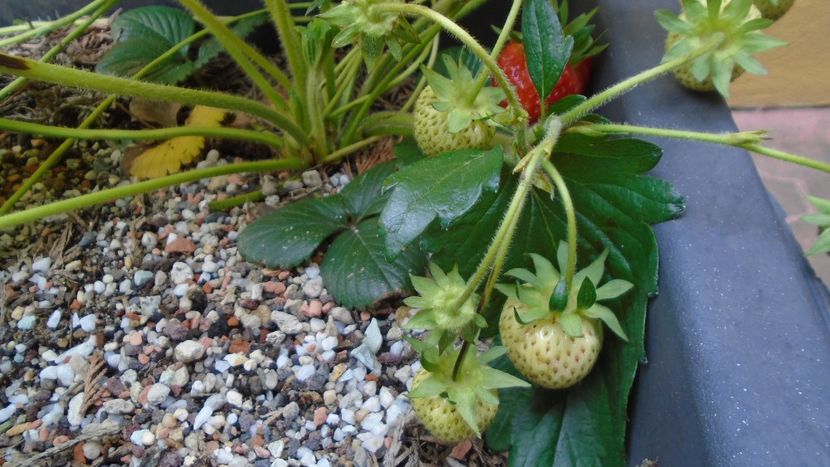 Capsuni la ghiveci - Primavara 2020