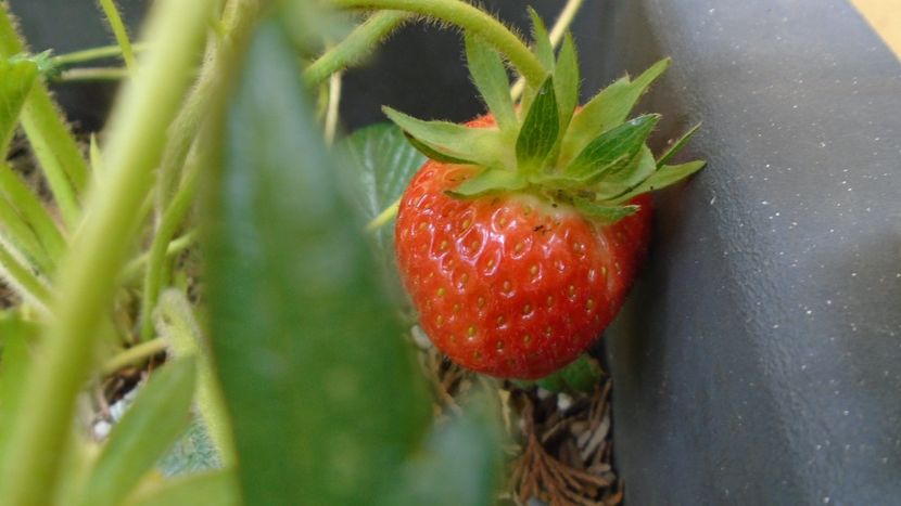 Capsuni la ghiveci - Primavara 2020