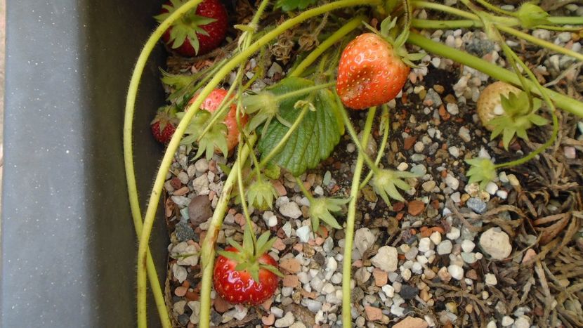 Capsuni la ghiveci - Primavara 2020