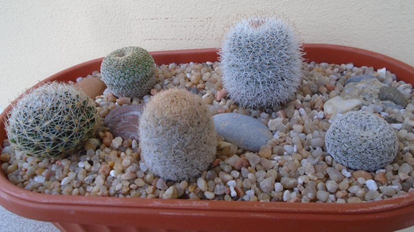Grup de 5 Mammillarii - Cactusi 2020 evolutie primavara
