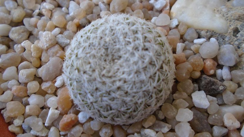 Mammillaria sp., K 1453 (M. gieseckei n.n., Calipam, Puebla, Mx. Collector: Heinz-Josef Klein) - Cactusi 2020 evolutie primavara