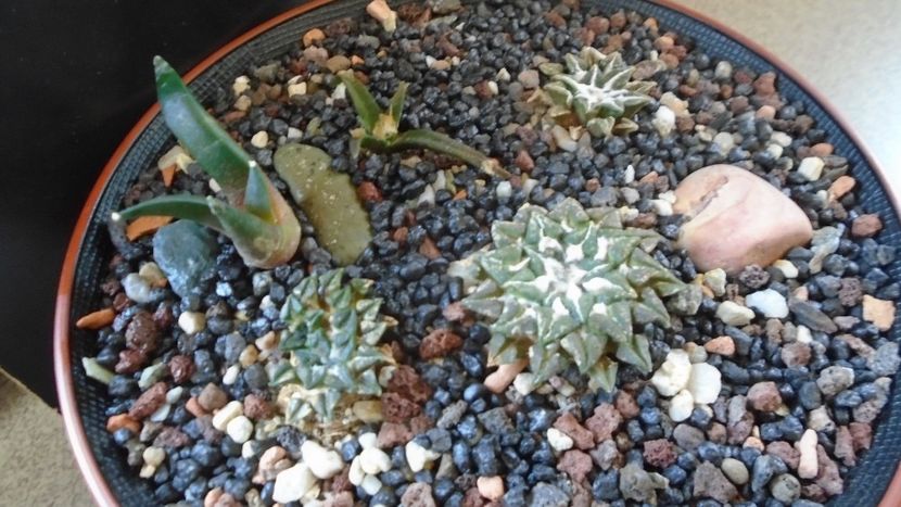 Grup de 5 Ariocarpus - Cactusi 2020 evolutie primavara