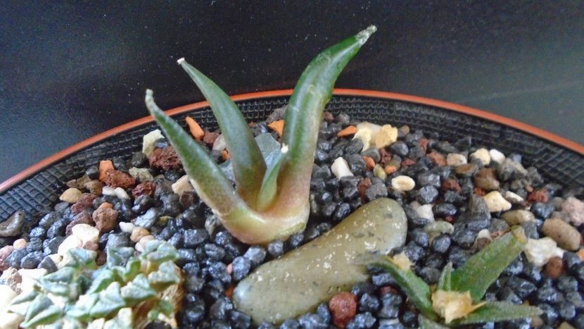 Ariocarpus retusus, ”Mesa Garden form B” - Cactusi 2020 evolutie primavara