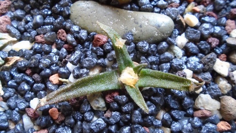 Ariocarpus agavoides ssp. sanluisensis - Cactusi 2020 evolutie primavara