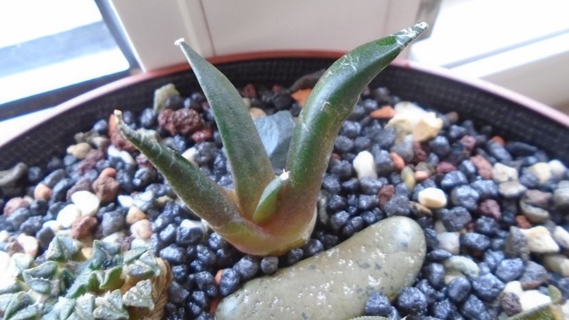 Ariocarpus retusus, ”Mesa Garden form B” - Cactusi 2020 evolutie primavara