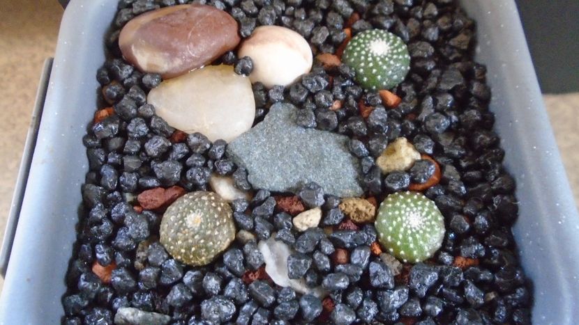 Grup de 3 Blossfeldia - Cactusi 2020 evolutie primavara