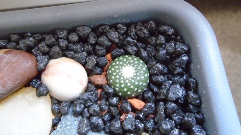 Blossfeldia fechseri (liliputana), P 244 Sierra Ambato, Arg. - Cactusi 2020 evolutie primavara