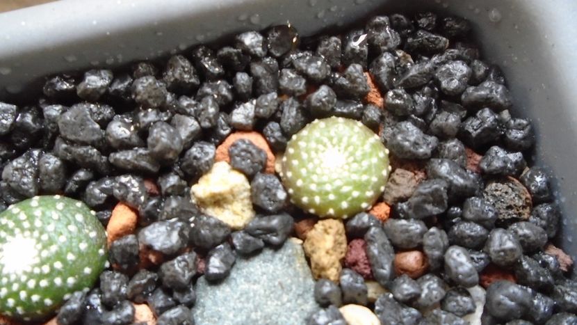 Blossfeldia tarabucoensis (liliputana), Tarabuco, Bolivia - Cactusi 2020 evolutie primavara