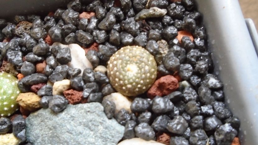 Blossfeldia lilliputana v. atroviridis - Cactusi 2020 evolutie primavara