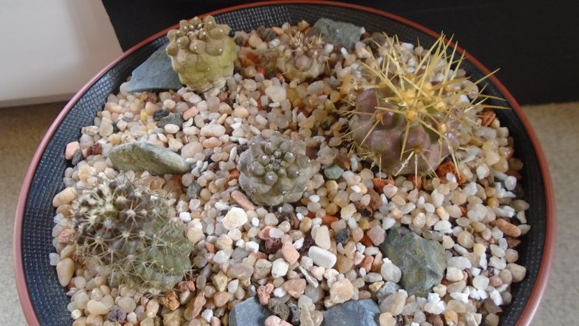 Grup de 5 Copiapoa - Cactusi 2020 evolutie primavara