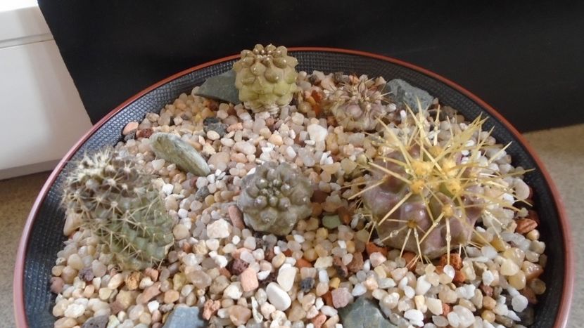 Grup de 5 Copiapoa - Cactusi 2020 evolutie primavara