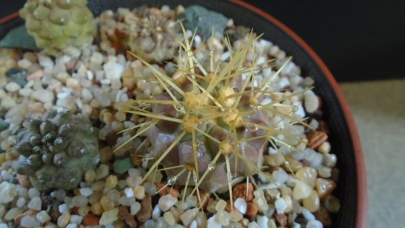 Copiapoa haseltoniana, JA 170 North of Paposo, Antofagasta, Chile - Cactusi 2020 evolutie primavara