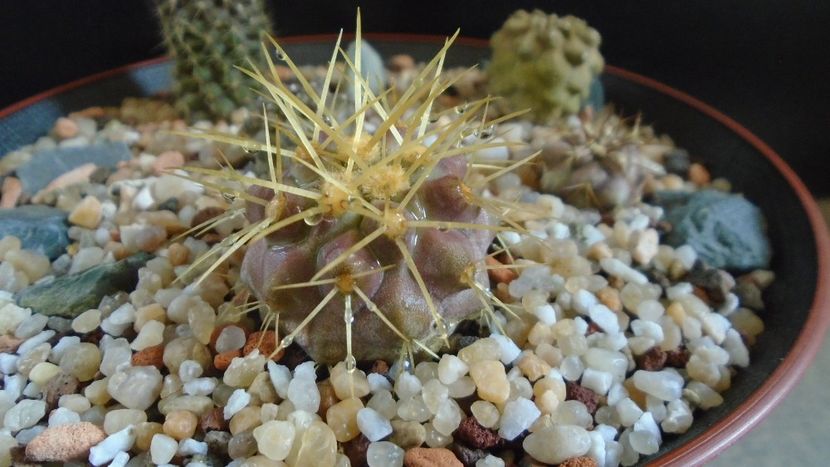Copiapoa haseltoniana, JA 170 North of Paposo, Antofagasta, Chile - Cactusi 2020 evolutie primavara