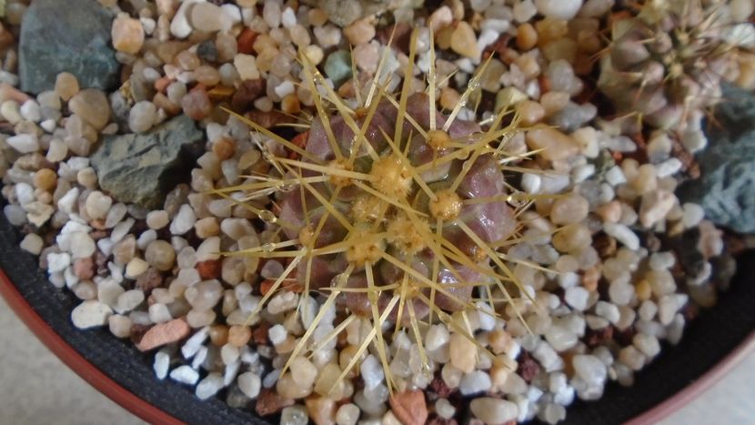 Copiapoa haseltoniana, JA 170 North of Paposo, Antofagasta, Chile - Cactusi 2020 evolutie primavara