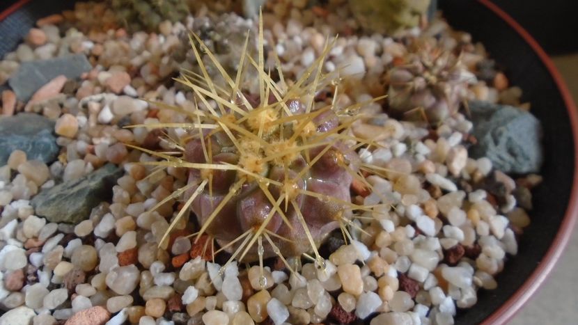 Copiapoa haseltoniana, JA 170 North of Paposo, Antofagasta, Chile - Cactusi 2020 evolutie primavara