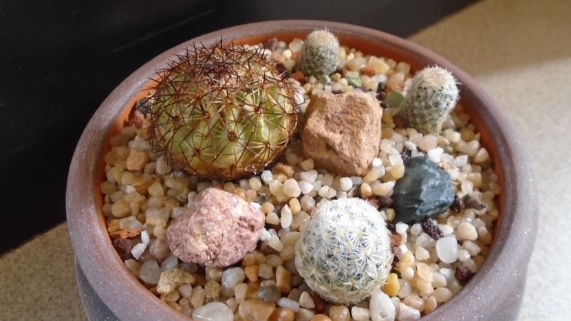 Grup de 4 cactusi - Cactusi 2020 evolutie primavara