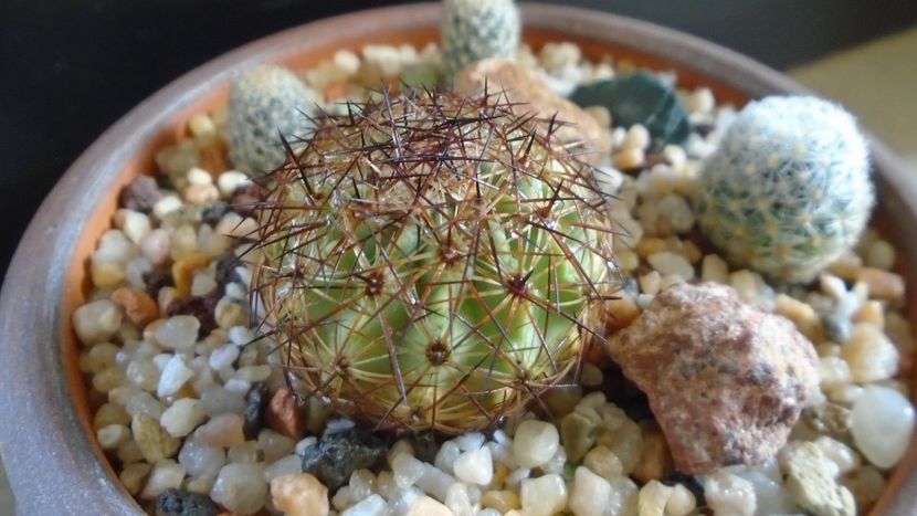 Echinomastus intertextus (-15C) - Cactusi 2020 evolutie primavara