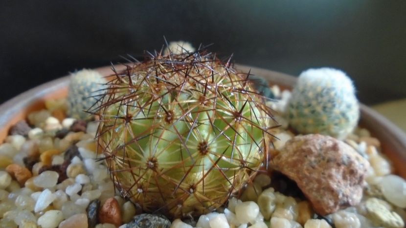 Echinomastus intertextus (-15C) - Cactusi 2020 evolutie primavara