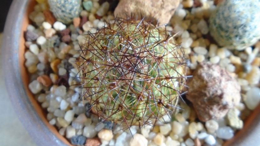 Echinomastus intertextus (-15C) - Cactusi 2020 evolutie primavara