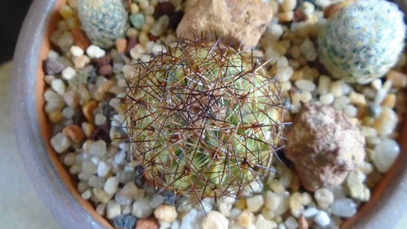 Echinomastus intertextus (-15C) - Cactusi 2020 evolutie primavara