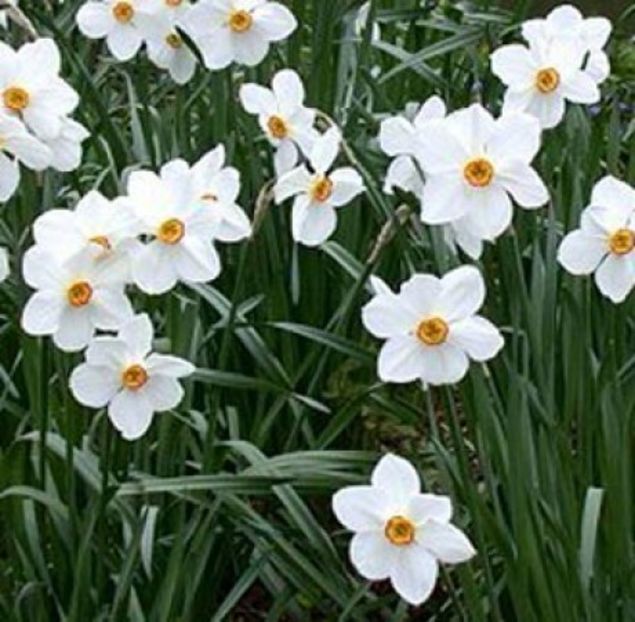  - Flori de Primavara _Vara 2020-2021