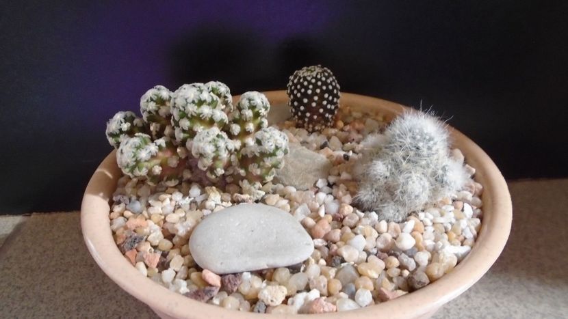 Grup de 3 Mammillarii - Cactusi 2020 evolutie primavara