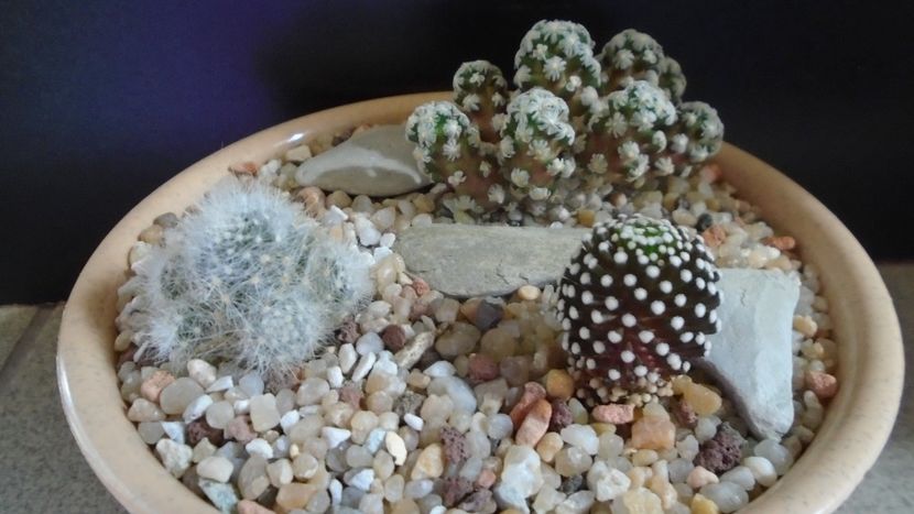 Grup de 3 Mammillarii - Cactusi 2020 evolutie primavara