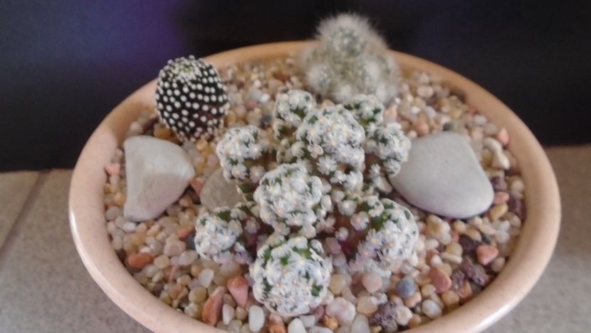 Mammillaria theresae - Cactusi 2020 evolutie primavara