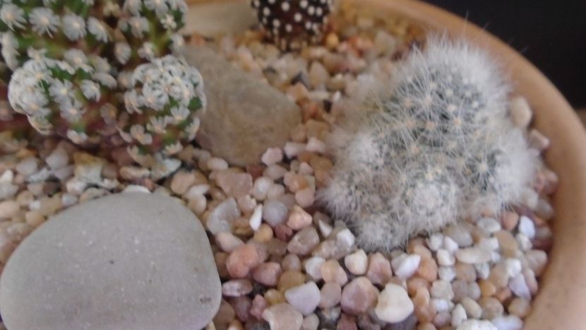 Mammillaria glassii v. nominis-dulcis - Cactusi 2020 evolutie primavara