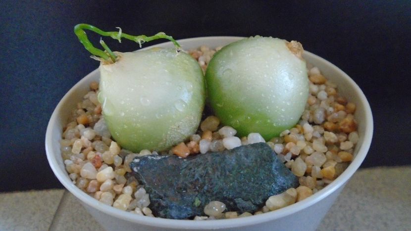 Bowiea volubilis - Caudiciforme - pachycaule si bulboase 2020