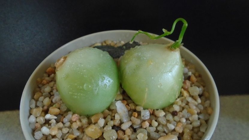 Bowiea volubilis - Caudiciforme - pachycaule si bulboase 2020