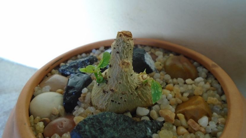 Ficus petiolaris - Caudiciforme - pachycaule si bulboase 2020