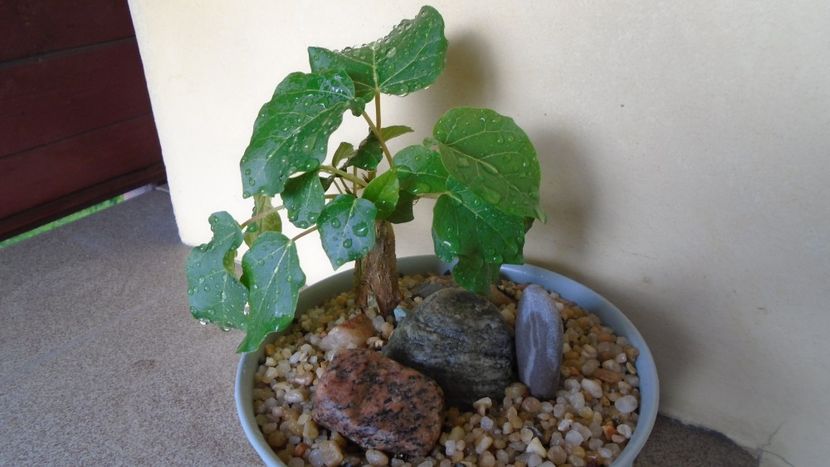 Ficus abutilifolia - Caudiciforme - pachycaule si bulboase 2020