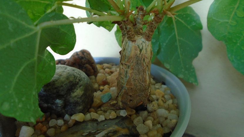 Ficus abutilifolia - Caudiciforme - pachycaule si bulboase 2020