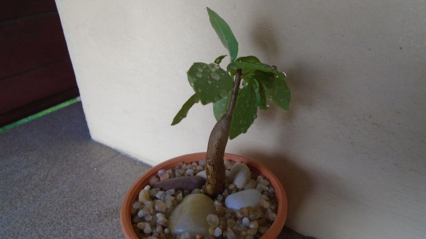 Ficus burkei - Caudiciforme - pachycaule si bulboase 2020