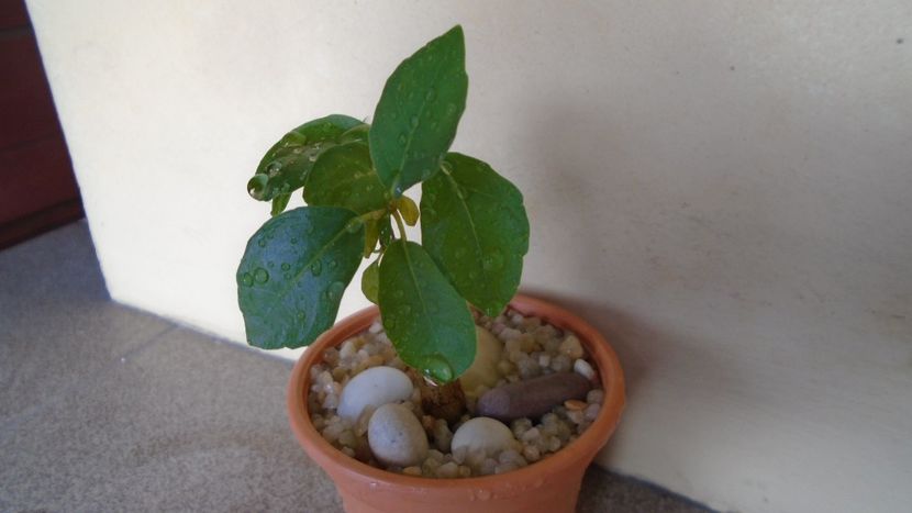 Ficus burkei - Caudiciforme - pachycaule si bulboase 2020